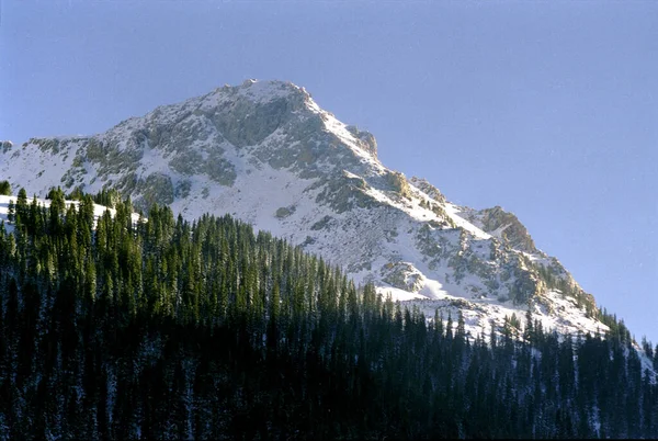 Närbild Bild Bild Barrträd Skogen Med Ett Snötäckt Berg Bakgrunden — Stockfoto