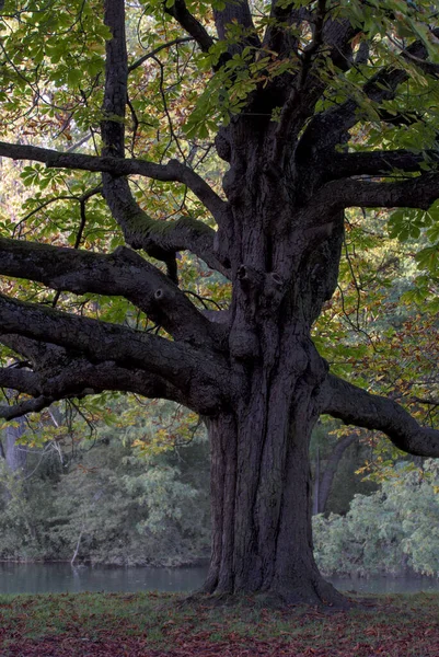 Pionowe Ujęcie Wysokiego Silnego Drzewa Parku Zamglonym Tle Autumn — Zdjęcie stockowe