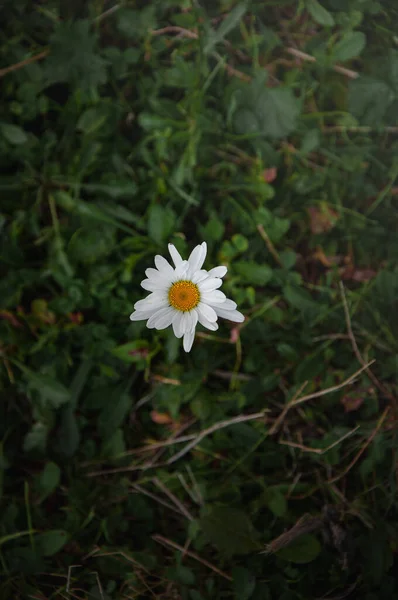 Chamomile Flower Summer Field — стоковое фото