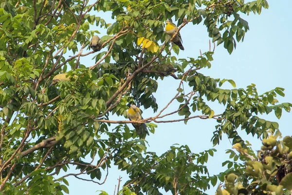 阳光灿烂的一天 一只可爱可爱 黄脚的绿鸽子栖息在树枝上 — 图库照片