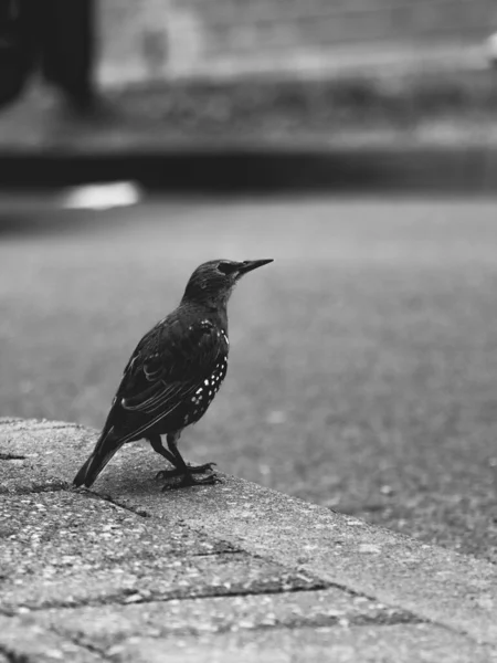 Vertical Grayscale Shot Common Starling Bird Side Road — Stockfoto
