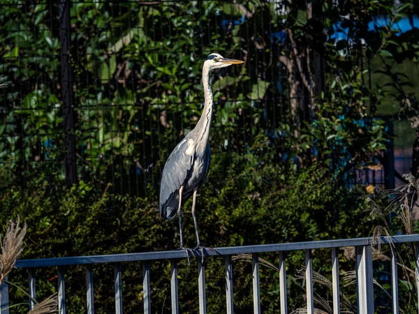 Beautiful View Gray Heron Ardea Cinerea Its Habitat Yokohama Japan — стоковое фото