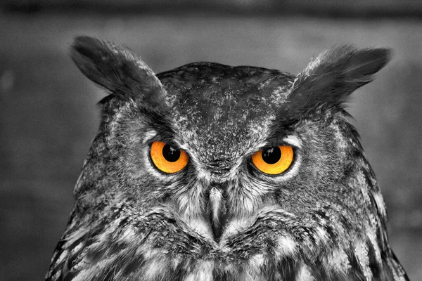 Grayscale Closeup Shot Owl Orange Eyes — Fotografia de Stock