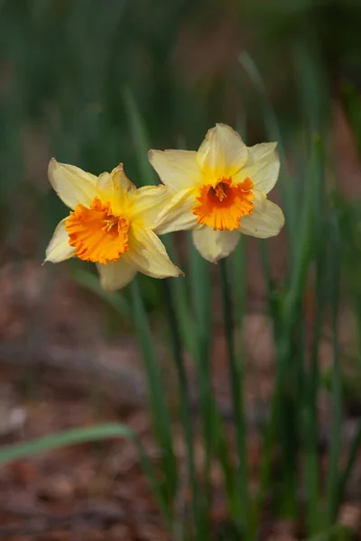 Closeup Shot Two Narcissuses — 图库照片