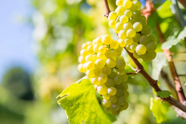 Zbliżenie Ujęcia Dojrzałych Winogron Winnicy — Zdjęcie stockowe