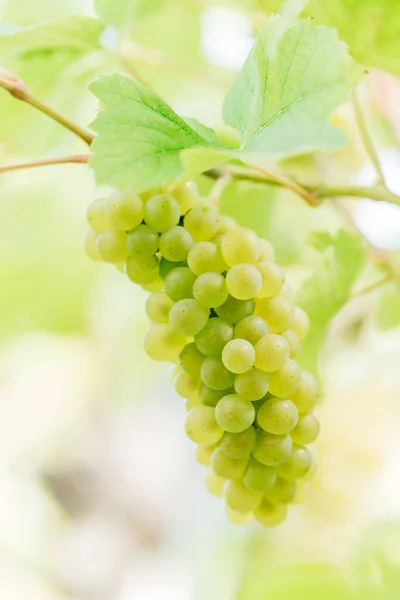 Vertical Shot Ripe Grapes Vineyard — Stockfoto
