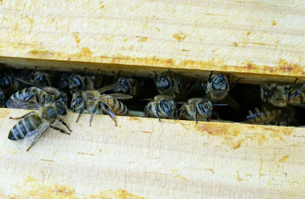 Macro Shot Bees Wooden Honey Frame Farming — стоковое фото