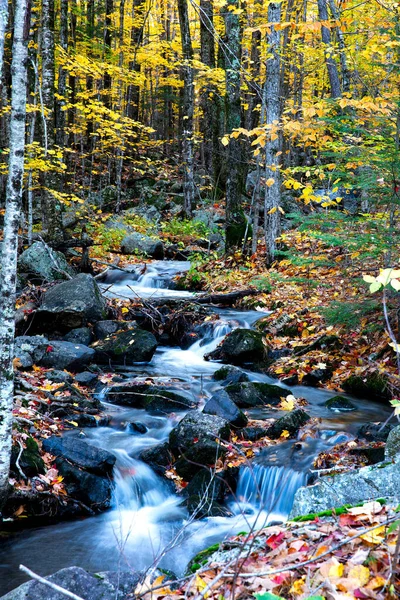 Pionowe Ujęcie Strumienia Wody Lesie Otoczonym Pięknymi Drzewami — Zdjęcie stockowe