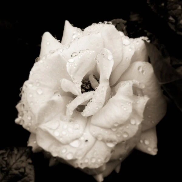 Tiro Tons Cinza Uma Flor Rosa Com Gotas Chuva — Fotografia de Stock