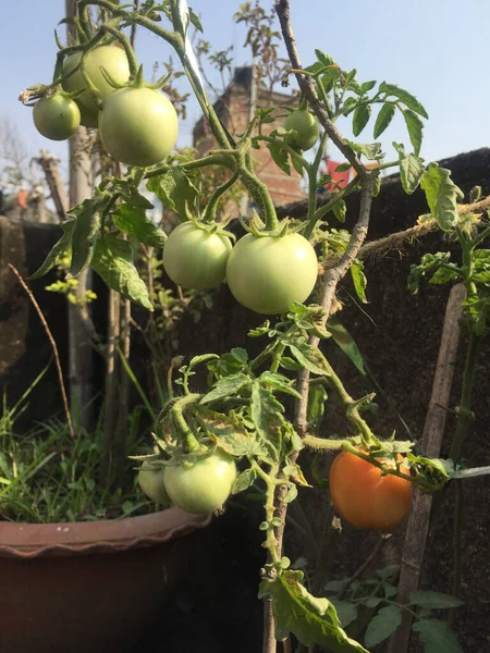 Close Luz Solar Caindo Sobre Frutos Planta Tomate — Fotografia de Stock