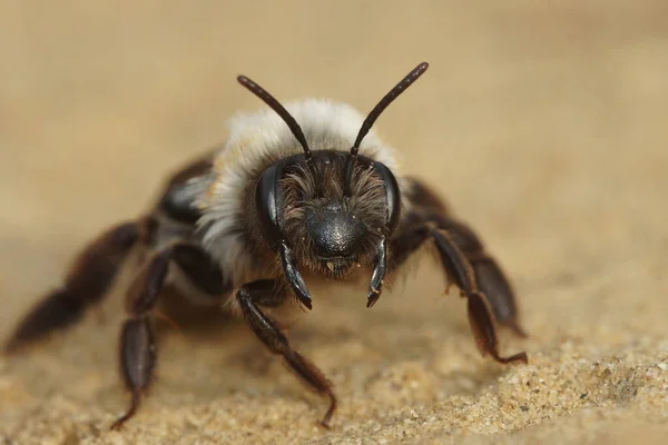 Fecho Frontal Uma Fêmea Abelha Mineira Apoiada Pela Cinza Andrena — Fotografia de Stock