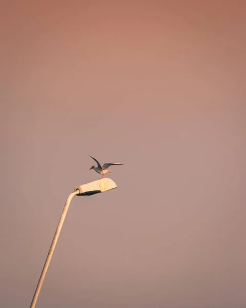 Sokak Lambasında Güzel Bir Kuş Manzarası — Stok fotoğraf