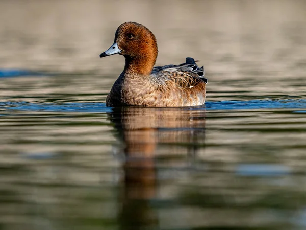 Μια Όμορφη Θέα Του Ευρασιατικού Wigeon Mareca Penelope Κολύμπι Στη — Φωτογραφία Αρχείου