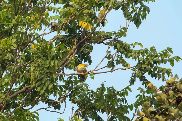 Een Schattige Schattige Mooie Geelvoetige Groene Duif Een Boomtak Een — Stockfoto