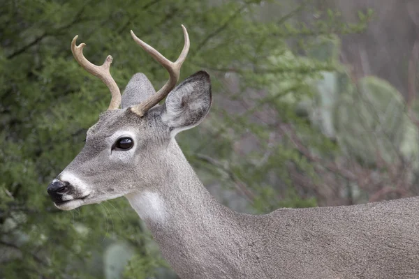 Selektiv Fokusbild Vitsvansad Hjort Odocoileus Virginianus — Stockfoto