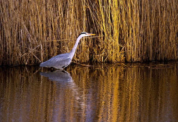 Hunting Grey Heron Ardea Cinerea Low Sunlight Reedswamp — Fotografia de Stock