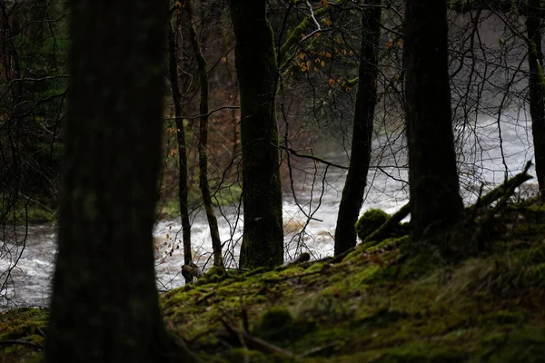 Una Vista Panorámica Río Que Fluye Bosque Salvaje Rodeado Árboles — Foto de Stock
