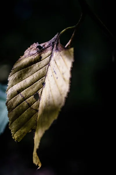 공원에 나뭇가지에 손상된 나뭇잎을 배경에 클로즈업 — 스톡 사진