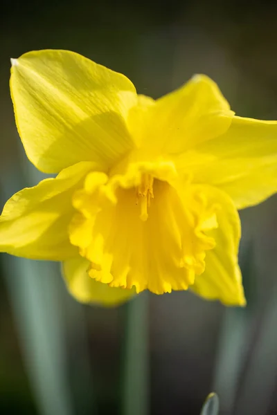 Närbild Gula Narcissus — Stockfoto
