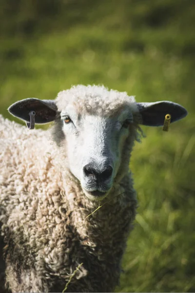 Vertical Closeup White Sheep Standing Field Blurry Background — Stockfoto