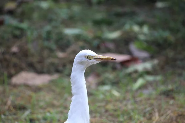 Close Shot Lovely White Egret Perched Grassy Ground Daytime — Fotografia de Stock