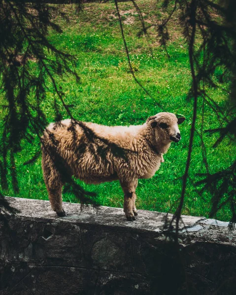 田野里的羊的美丽景色 — 图库照片