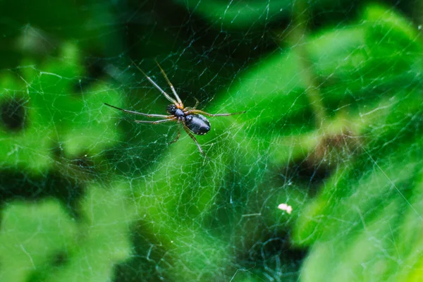 Egy Közeli Kép Egy Pókról Ami Linyphiidae Családhoz Tartozik Neten — Stock Fotó