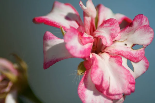Närbild Rosa Och Vit Geranium Blomma — Stockfoto