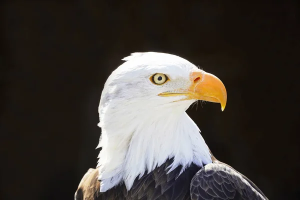 Retrato Águila Calva Aislada Sobre Fondo Oscuro — Foto de Stock