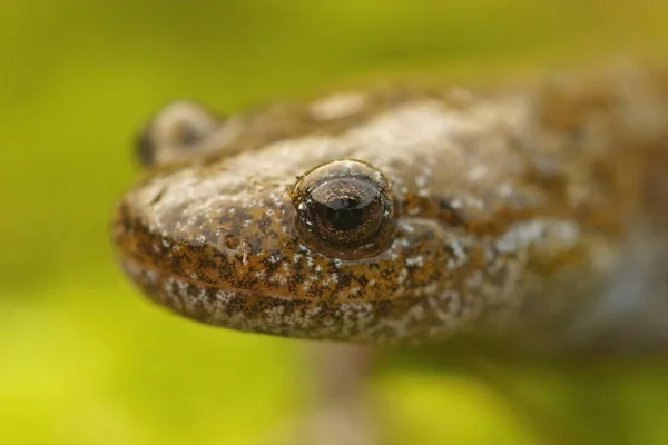 Closeup Head Endangered Oita Salamander Hynobius Dunni One Green Background — Stock Photo, Image