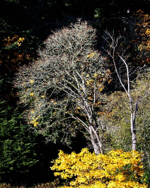 Μια Όμορφη Θέα Του Δάσους Φθινοπωρινά Χρώματα Στο Salt Spring — Φωτογραφία Αρχείου
