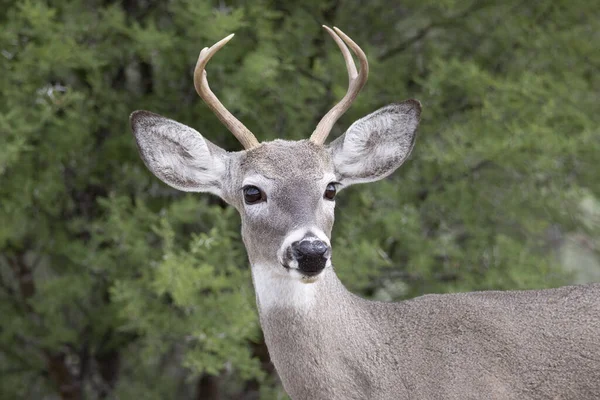 Strzał Ostrości Jelenia Białego Odocoileus Virginianus — Zdjęcie stockowe