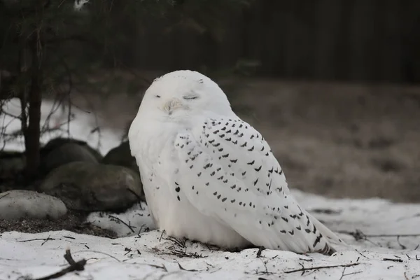 Closeup Shot White Owl Snow Day — Stockfoto