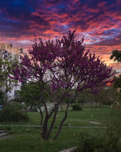 Μια Κάθετη Λήψη Ενός Δέντρου Μωβ Άνθη Φόντο Ουρανού Ηλιοβασιλέματος — Φωτογραφία Αρχείου