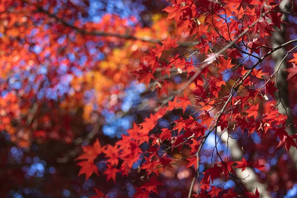 Een Dichtbij Shot Van Sinaasappel Herfst Loof Een Aftakking — Stockfoto