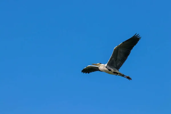 Flying Grey Heron Ardea Cinerea Wings Slightly Deep Blue Sky — стоковое фото