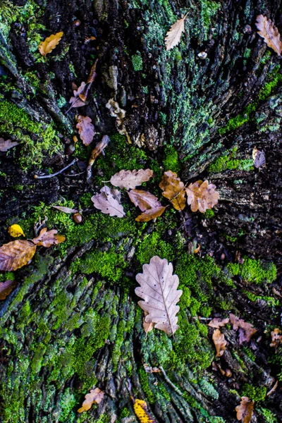 Una Vista Dall Alto Una Vecchia Superficie Legno Muschiato Con — Foto Stock