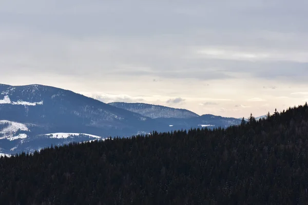 一个迷人的冬季风景 高山上有雪和松树 — 图库照片