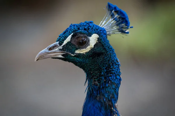 Pavo Real Mirada Lateral Blue Turkey — Fotografia de Stock