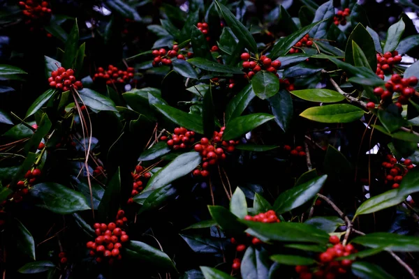 Sebuah Tembakan Closeup Dari Semak Holly Dengan Buah — Stok Foto