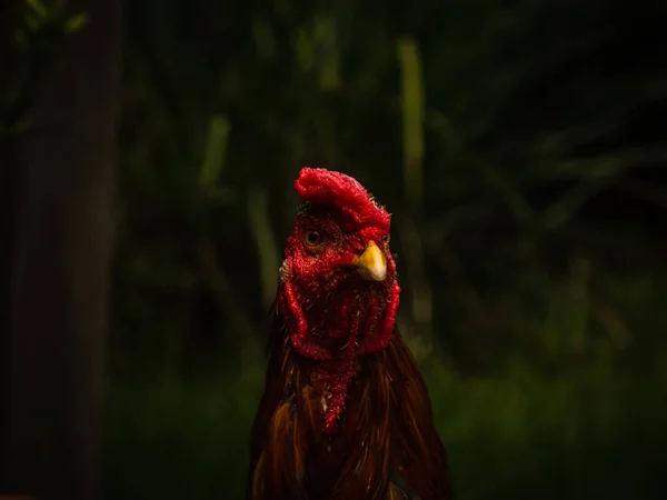 Een Close Van Een Mooie Kippenkop Een Donkere Achtergrond — Stockfoto