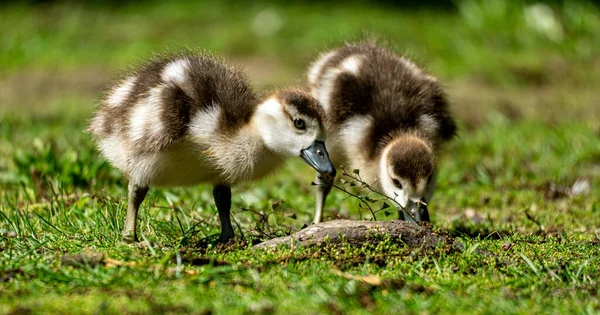 Closeup Shot Adorable Egyptian Goose Chicks Meadow — Stockfoto