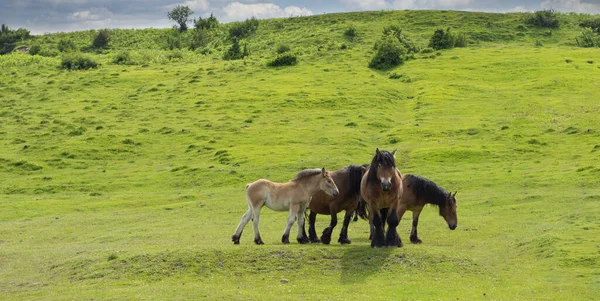 Tiro Caballos Las Altas Montañas Parque Natural Protegido Navarra España —  Fotos de Stock