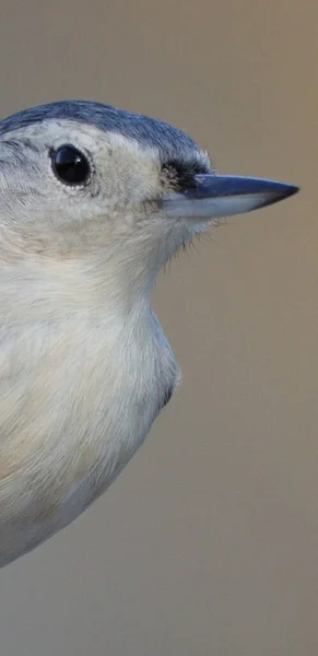 Beyaz Göğüslü Tımarhane Kuşunun Yakın Çekimi — Stok fotoğraf