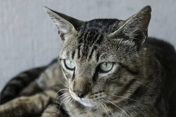 Eine Nahaufnahme Einer Grau Gestromten Katze Mit Grünen Augen — Stockfoto