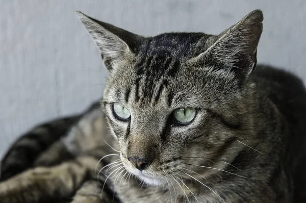 Closeup Gray Tabby Cat Green Eyes — Fotografia de Stock