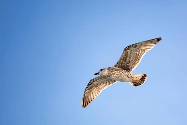 Seagull Flying High Clear Blue Sky Sunny Day — Fotografia de Stock