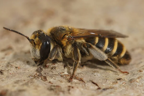 Zbliżenie Barwnej Samicy Andreny Variabilis Pszczoły Górniczej Specjalizującej Się Zbieraniu — Zdjęcie stockowe