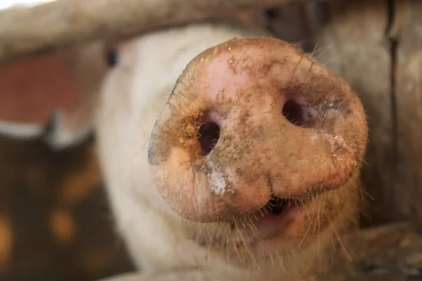 Closeup Nose Pig Farm — 图库照片