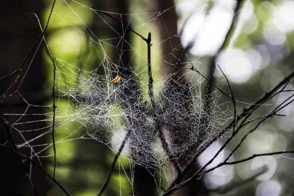 Spider Net Water Droplets Tree Twigs Forest Blurred Background — Fotografia de Stock